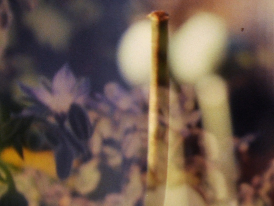Michaela Nettell, The Garden (production still), 2010.